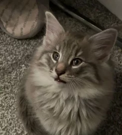 Pure bred Norwegian Forest Kittens