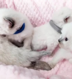 Beautiful Pure Bred Ragdoll Kittens