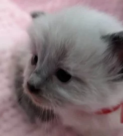 Beautiful Pure Bred Ragdoll Kittens