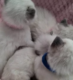 Beautiful Pure Bred Ragdoll Kittens