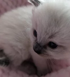 Beautiful Pure Bred Ragdoll Kittens