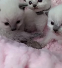 Beautiful Pure Bred Ragdoll Kittens