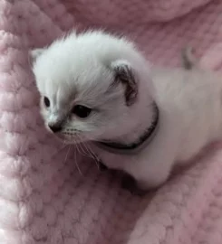 Beautiful Pure Bred Ragdoll Kittens