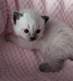 Beautiful Pure Bred Ragdoll Kittens