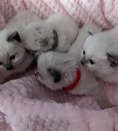 Beautiful Pure Bred Ragdoll Kittens