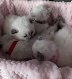 Beautiful Pure Bred Ragdoll Kittens