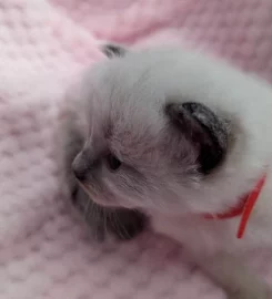 Beautiful Pure Bred Ragdoll Kittens