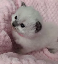 Beautiful Pure Bred Ragdoll Kittens