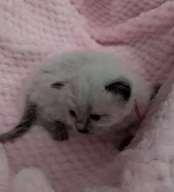 Beautiful Pure Bred Ragdoll Kittens