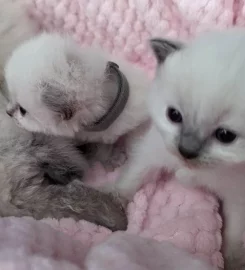 Beautiful Pure Bred Ragdoll Kittens