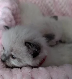 Beautiful Pure Bred Ragdoll Kittens