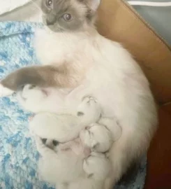 Beautiful Pure Bred Ragdoll Kittens