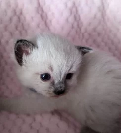 Beautiful Pure Bred Ragdoll Kittens