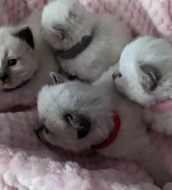 Beautiful Pure Bred Ragdoll Kittens