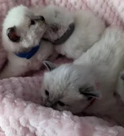 Beautiful Pure Bred Ragdoll Kittens