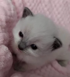 Beautiful Pure Bred Ragdoll Kittens