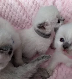 Beautiful Pure Bred Ragdoll Kittens