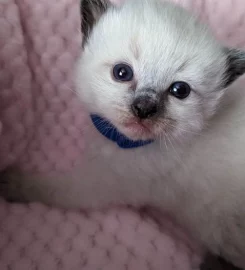 Beautiful Pure Bred Ragdoll Kittens