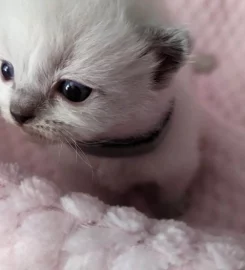 Beautiful Pure Bred Ragdoll Kittens