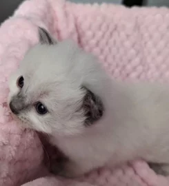 Beautiful Pure Bred Ragdoll Kittens