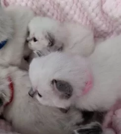 Beautiful Pure Bred Ragdoll Kittens