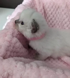 Beautiful Pure Bred Ragdoll Kittens