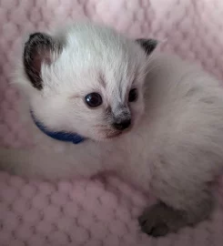 Beautiful Pure Bred Ragdoll Kittens