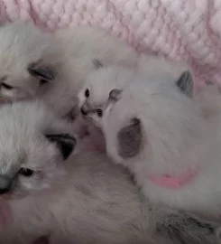 Beautiful Pure Bred Ragdoll Kittens