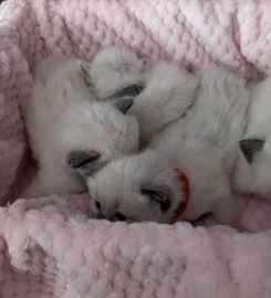 Beautiful Pure Bred Ragdoll Kittens