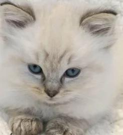 Beautiful ragdoll kittens