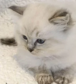 Beautiful ragdoll kittens