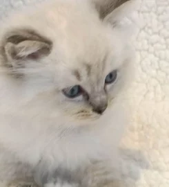 Beautiful ragdoll kittens