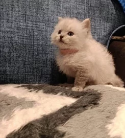 Beautiful ragdoll kittens