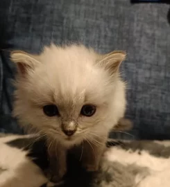 Beautiful ragdoll kittens