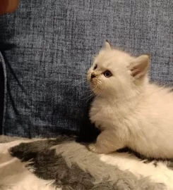 Beautiful ragdoll kittens