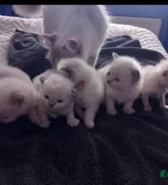 Beautiful ragdoll kittens