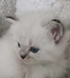 Beautiful ragdoll kittens