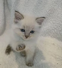 Beautiful ragdoll kittens