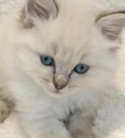 Beautiful ragdoll kittens