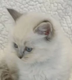 Beautiful ragdoll kittens