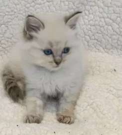 Beautiful ragdoll kittens