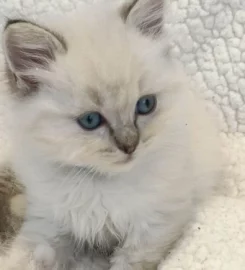 Beautiful ragdoll kittens