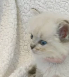 Beautiful ragdoll kittens