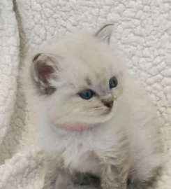 Beautiful ragdoll kittens