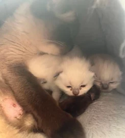 Pedigree X BSH/Ragdoll kittens for sale