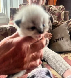 Pedigree X BSH/Ragdoll kittens for sale