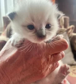 Pedigree X BSH/Ragdoll kittens for sale