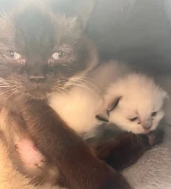 Pedigree X BSH/Ragdoll kittens for sale