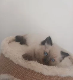 Ragdoll kittens