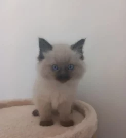 Ragdoll kittens